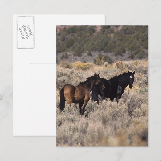 Wilde Mustang-paarden in de woestijn 2 Briefkaart (Voorkant / Achterkant)