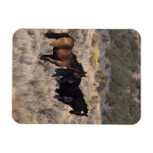 Wilde Mustang-paarden in de woestijn 2 Magneet (Horizontaal)