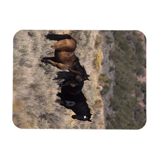 Wilde Mustang-paarden in de woestijn 2 Magneet (Horizontaal)