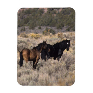 Wilde Mustang-paarden in de woestijn 2 Magneet