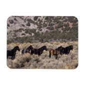Wilde Mustang-paarden in de woestijn 2 Magneet (Horizontaal)