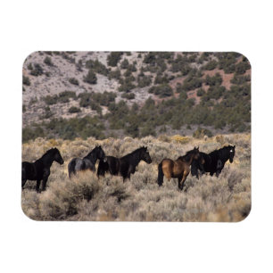 Wilde Mustang-paarden in de woestijn 2 Magneet