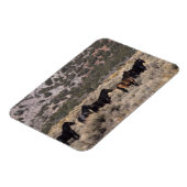 Wilde Mustang-paarden in de woestijn 2 Magneet (Linkerzijde)