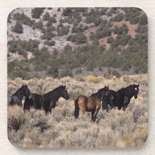 Wilde Mustang-paarden in de woestijn 2 Onderzetter (Voorkant)