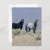 Wilde Mustang-paarden in de woestijn 3 Briefkaart (Voorkant / Achterkant)