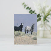 Wilde Mustang-paarden in de woestijn 3 Briefkaart (Staand voorkant)