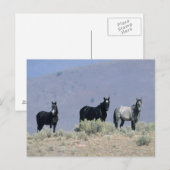 Wilde Mustang-paarden in de woestijn 3 Briefkaart (Voorkant / Achterkant)