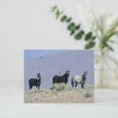 Wilde Mustang-paarden in de woestijn 3 Briefkaart (Staand voorkant)