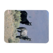 Wilde Mustang-paarden in de woestijn 3 Magneet (Horizontaal)