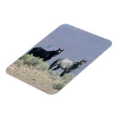 Wilde Mustang-paarden in de woestijn 3 Magneet (Linkerzijde)