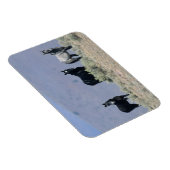 Wilde Mustang-paarden in de woestijn 3 Magneet (Rechterzijde)