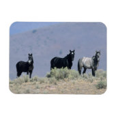 Wilde Mustang-paarden in de woestijn 3 Magneet (Horizontaal)