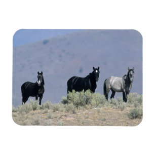 Wilde Mustang-paarden in de woestijn 3 Magneet