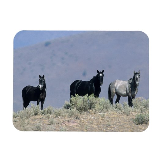 Wilde Mustang-paarden in de woestijn 3 Magneet (Horizontaal)