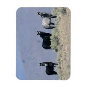 Wilde Mustang-paarden in de woestijn 3 Magneet (Verticaal)