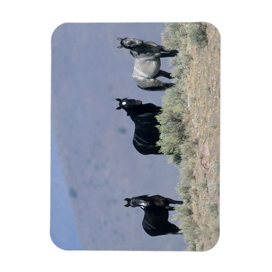Wilde Mustang-paarden in de woestijn 3 Magneet (Verticaal)