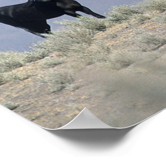 Wilde Mustang-paarden in de woestijn 3 Poster (Hoek)