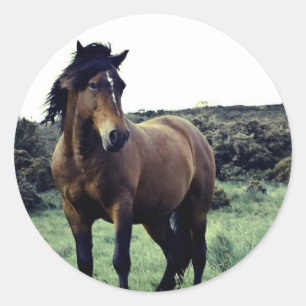 Wilde Mustang-Stickers Ronde Sticker
