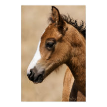 Wilde Mustang Veulen- Apollo