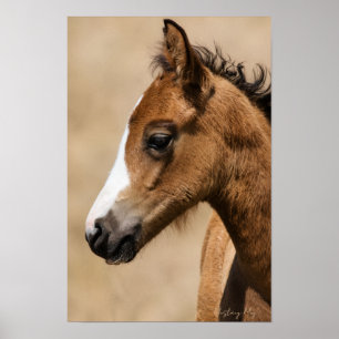 Wilde Mustang Veulen- Apollo Poster