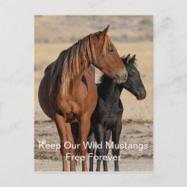 Wilde Mustangs Forever Briefkaart