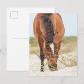 Wilde Mustangs of Banker-paarden Briefkaart (Voorkant / Achterkant)