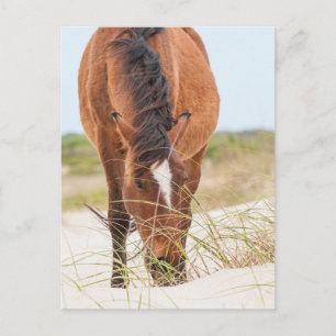 Wilde Mustangs of Banker-paarden Briefkaart
