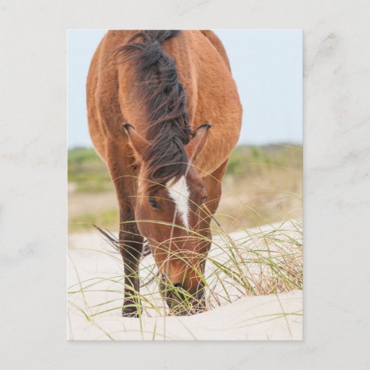 Wilde Mustangs of Banker-paarden Briefkaart (Voorkant)