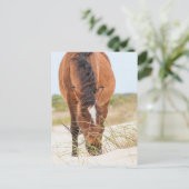 Wilde Mustangs of Banker-paarden Briefkaart (Staand voorkant)