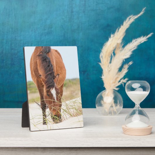 Wilde Mustangs of Banker-paarden Fotoplaat (Zijkant)