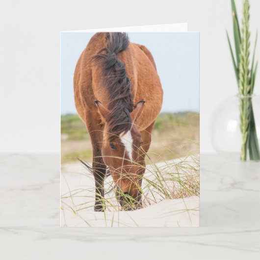 Wilde Mustangs of Banker-paarden Kaart (Voorkant)