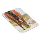 Wilde Mustangs of Banker-paarden Magneet (Rechterzijde)