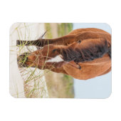 Wilde Mustangs of Banker-paarden Magneet (Horizontaal)