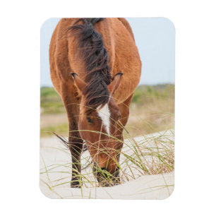 Wilde Mustangs of Banker-paarden Magneet