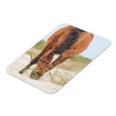 Wilde Mustangs of Banker-paarden Magneet (Linkerzijde)