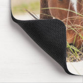 Wilde Mustangs of Banker-paarden Muismat (Hoek)