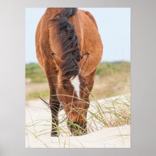 Wilde Mustangs of Banker-paarden Poster