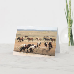 Wilde Mustangs uit het westen Kaart