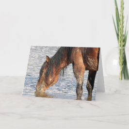 Wilde Mustangs uit het westen Kaart