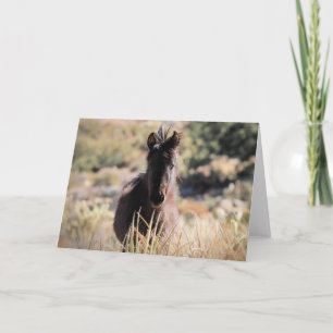 Wilde Mustangs uit het westen Kaart