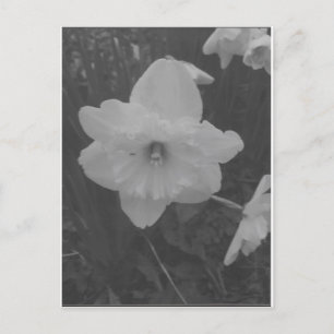 wilde narcis briefkaart