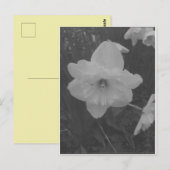 wilde narcis briefkaart (Voorkant / Achterkant)