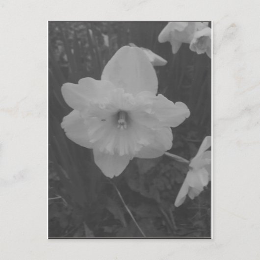 wilde narcis briefkaart (Voorkant)