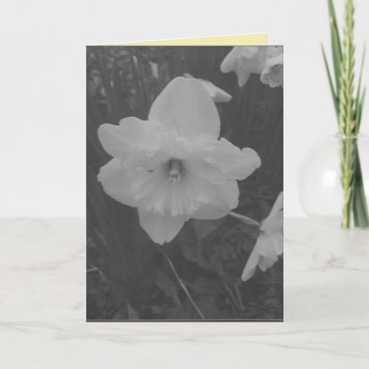 wilde narcis kaart (Voorkant)