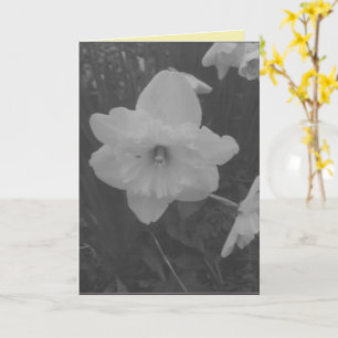 wilde narcis kaart