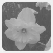 wilde narcis vierkante sticker (Voorkant)