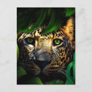 Wilde nieuwsgierigheid: Jaguar Lurking in het Oerw Briefkaart