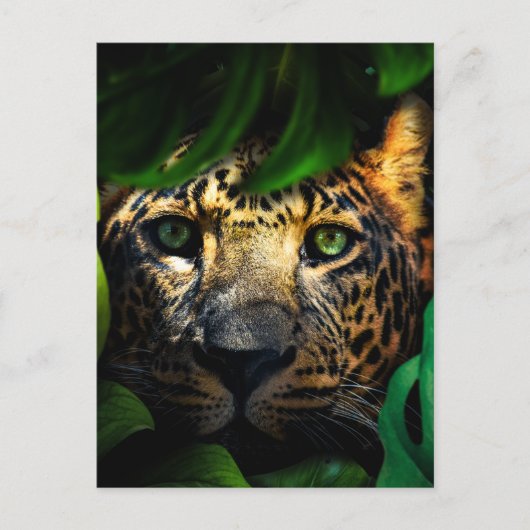 Wilde nieuwsgierigheid: Jaguar Lurking in het Oerw Briefkaart (Voorkant)