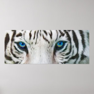 Wilde ogen - White Tiger Art Poster of Print