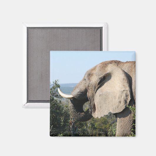 Wilde olifant die vegetatie eet, Zuid-Afrika Magneet (Voorkant / Achterkant)